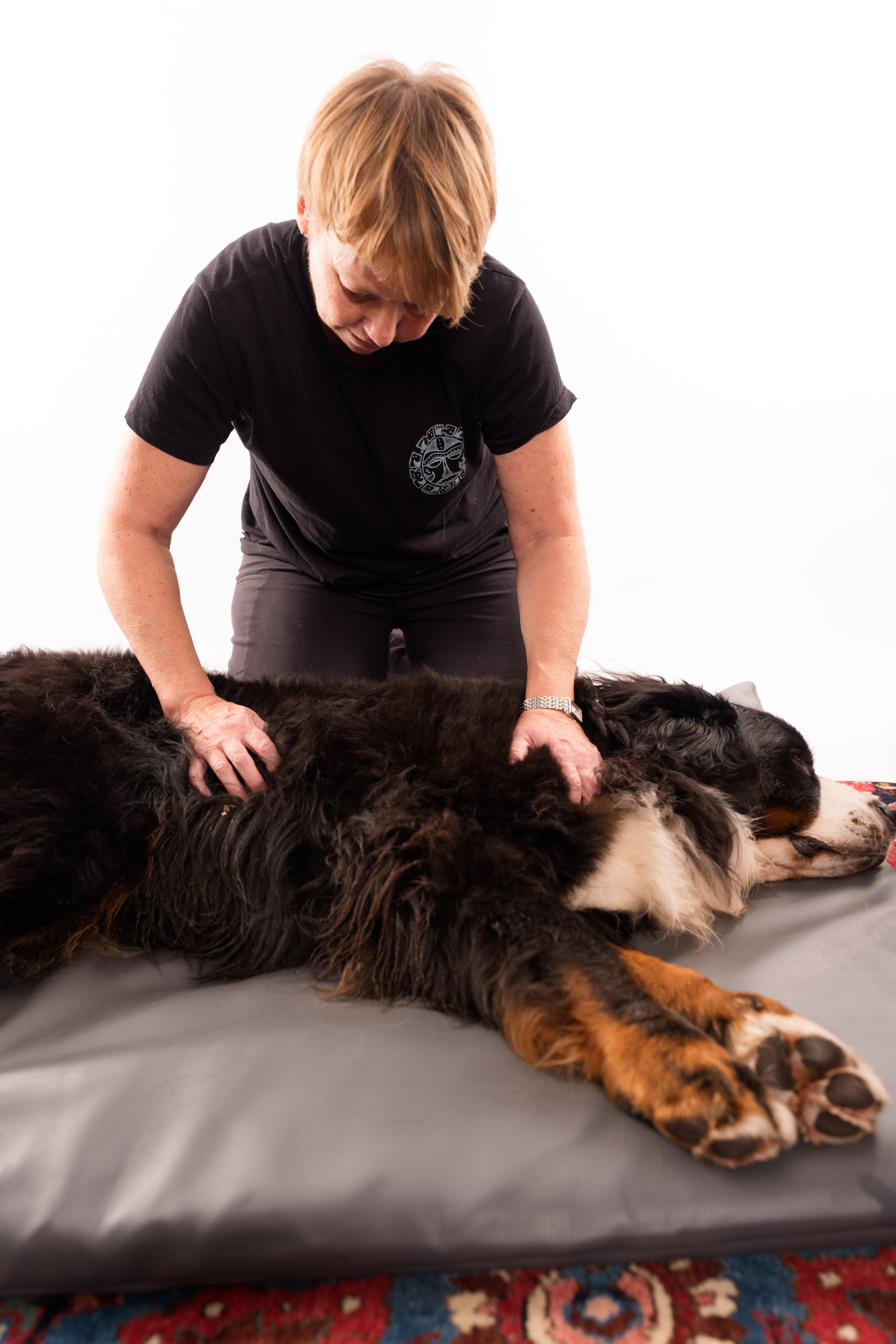Manuelle Therapie am Berner Sennenhund