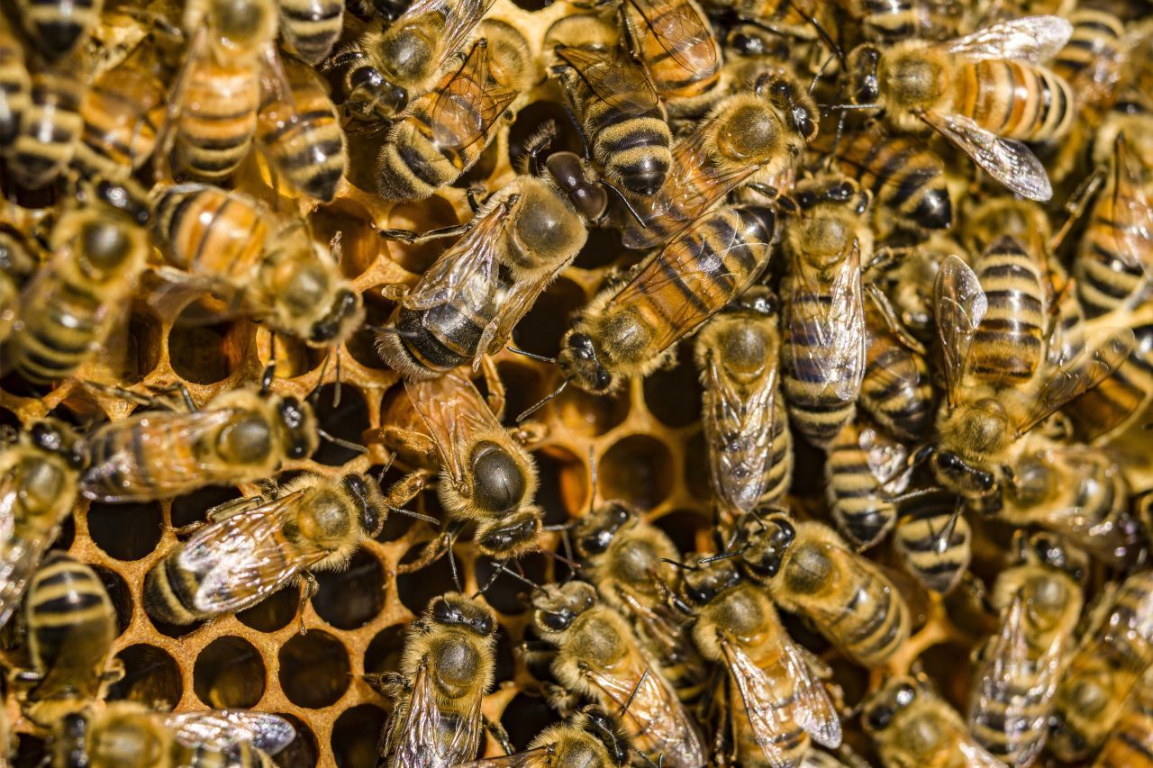 Bienen auf Wabe