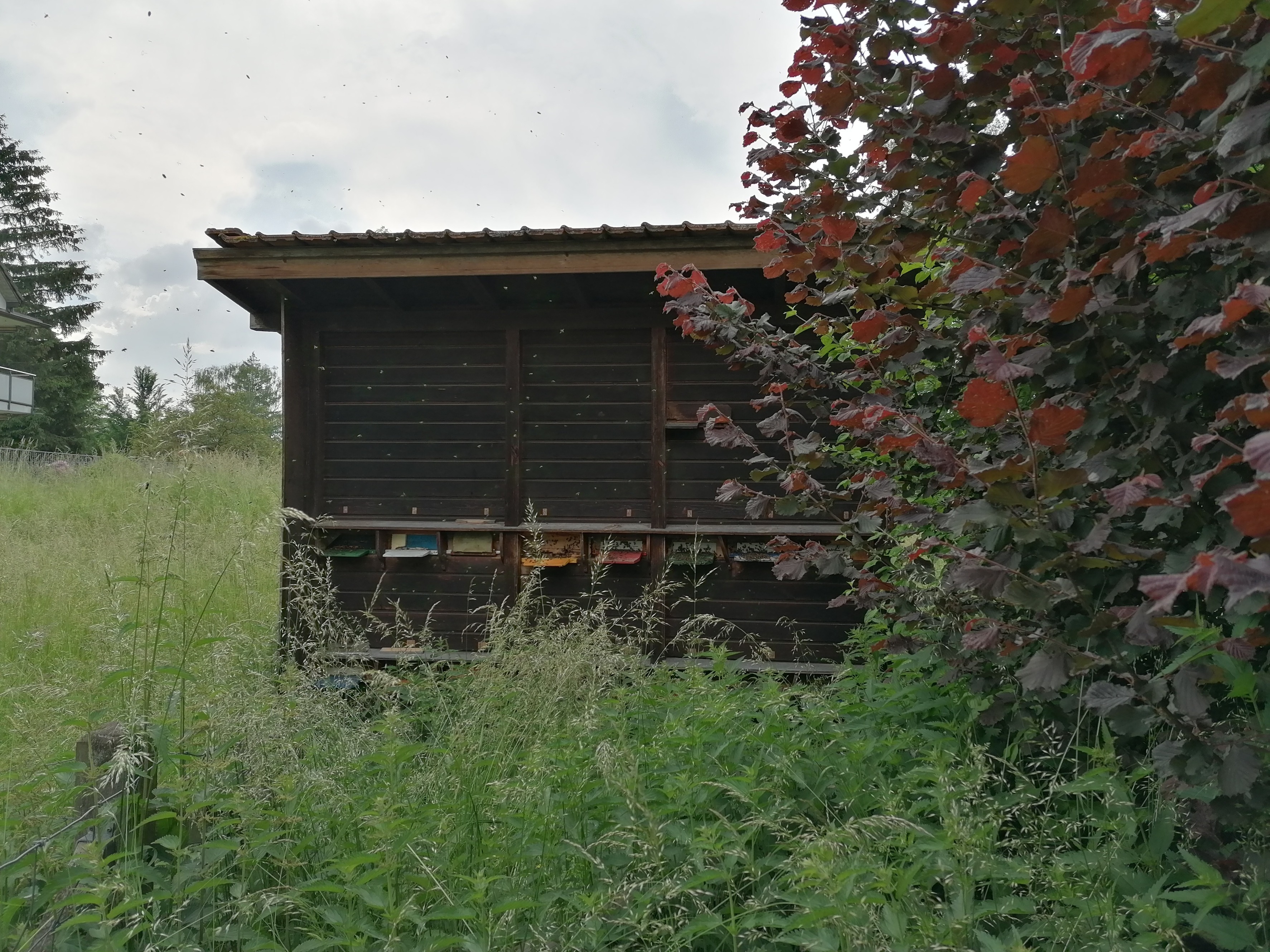 Bienenhaus D&uuml;bendorf