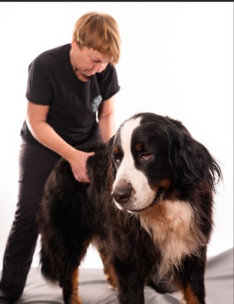 Katja Ziehe bei der Behandlung eines Berner Sennenhundes