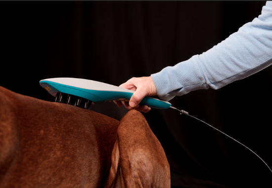 Laser-Phototherapie am Hund